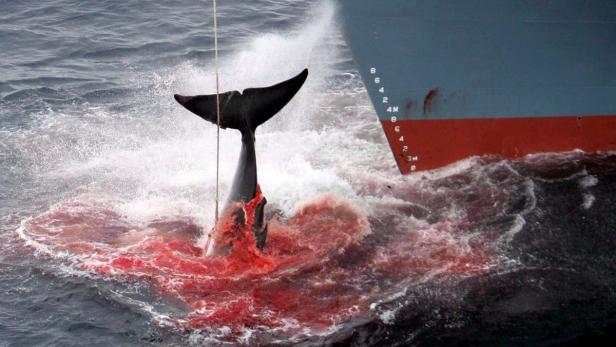 Blutige Schlachtung: Japans Walfänger laufen zur kommerziellen Jagd aus