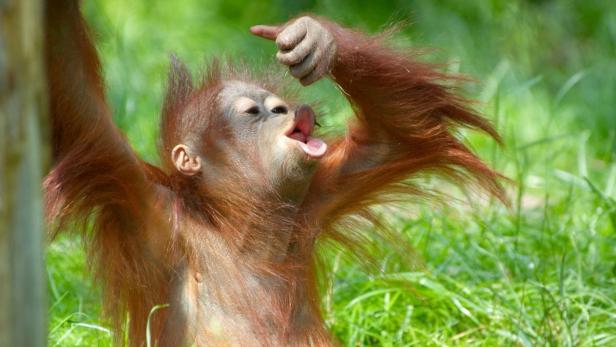 Ein Orang-Utan-Junges gestikuliert mit erhobenem Finger in einer grünen Umgebung.