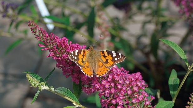 Ein Distelfalter sitzt auf einer pinkfarbenen Blüte.