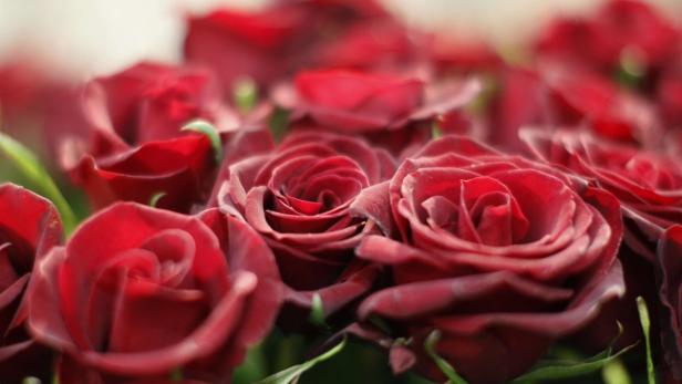 Red roses are pictured in a flower shop in Vienna