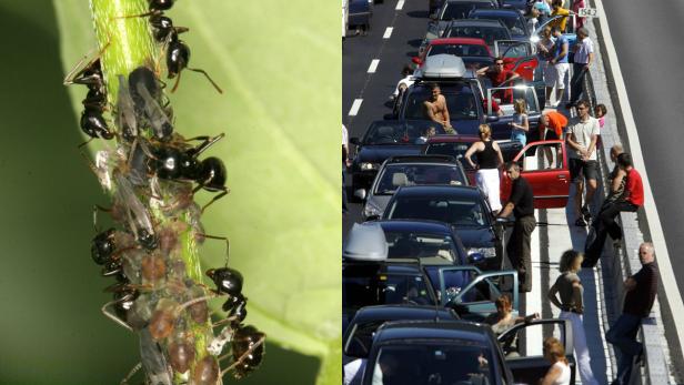 Gegenüberstellung: Ameisen auf einer Pflanze und Menschen im Stau auf einer Autobahn.