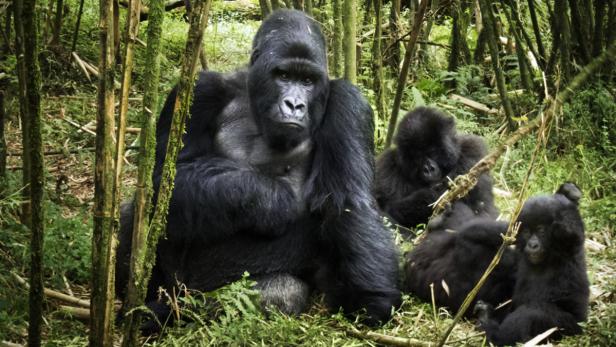 Eine Gorilla-Familie sitzt im dichten Grün des Dschungels.