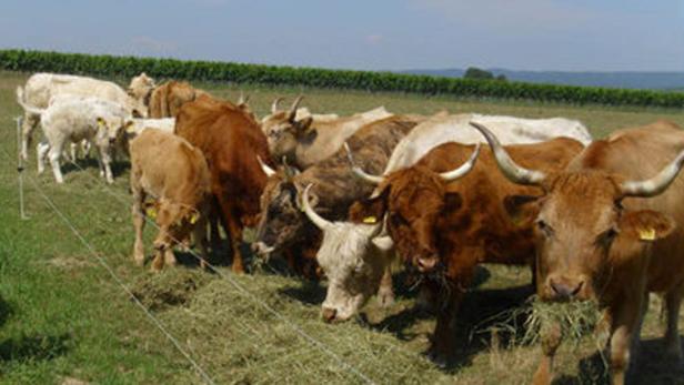 Eine Herde Kühe und Kälber frisst Heu auf einer Weide.