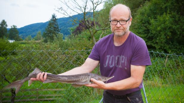 Gerald Zauner betreibt in Engelhartszell ein technisches Büro für angewandte Gewässerökologie und Fischereiwirtschaft. Er hält einen Sterlet in den Händen.