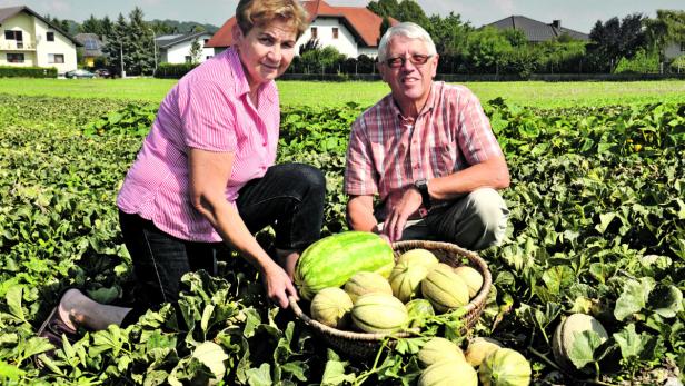 Franz und Anna Hinterhofer aus St. Pölten-Ratzersdorf haben mit der Melonenernte begonnen.