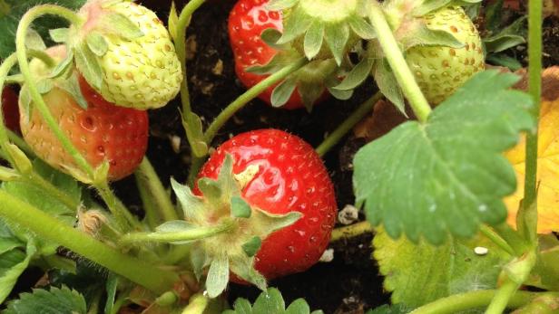 Sind Erdbeeren kleine Vitaminbomben? Sozusagen: Sie enthalten 60 Gramm Vitamin C auf 100 Gramm Beeren. Fünf Früchte decken den Tagesbedarf eines Erwachsenen ab, wobei wir heutzutage unseren Vitamin-C-Bedarf durch Fertigprodukte (Konservierung mit Vitamin C!) sowieso abdecken.