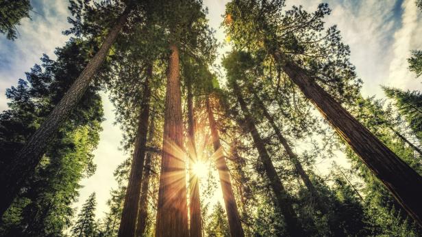 Mammutbäume sind ein Markenzeichen für die kalifornische Landschaft geworden.