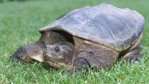 Am 23. Mai ist Weltschildkrötentag. Die wechselwarmen Wirbeltiere brauchen Schutz.