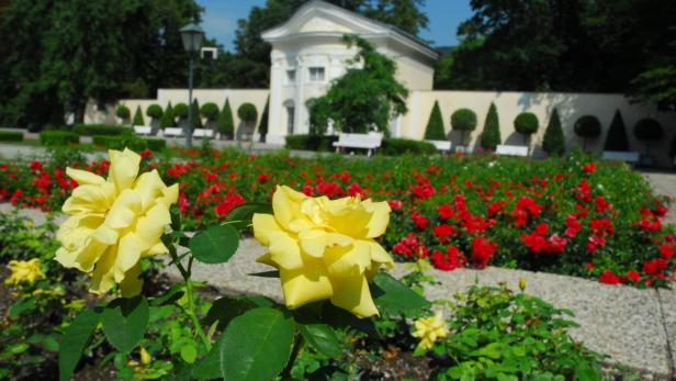 Gelbe Rosen blühen in einem Garten mit einem kleinen Gebäude im Hintergrund.