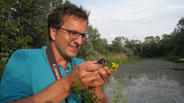 In seinem Element: Der gelernte Botaniker okuliert Johanniskraut auf der Donauinsel