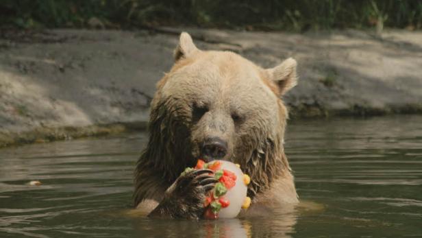 Ein Bär steht im Wasser und hält eine Eisbombe mit Früchten in den Pfoten.