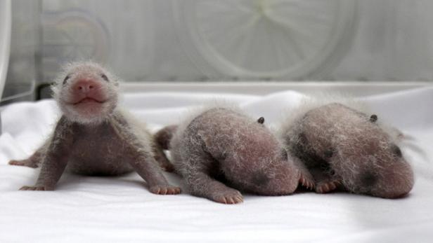 Drei neugeborene Panda-Babys liegen auf einer weißen Unterlage.