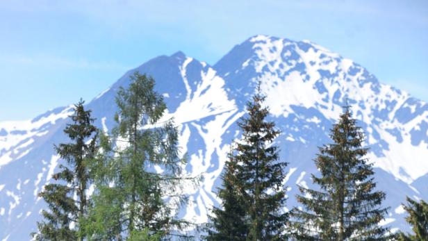 Vier Nadelbäume vor einem schneebedeckten Bergmassiv.