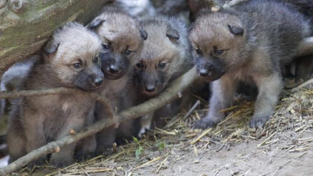 Vier graue Wolfswelpen kuscheln sich aneinander unter einem Baumstamm.