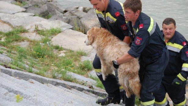 Drei Rettungskräfte tragen einen Golden Retriever eine Steintreppe hinauf.
