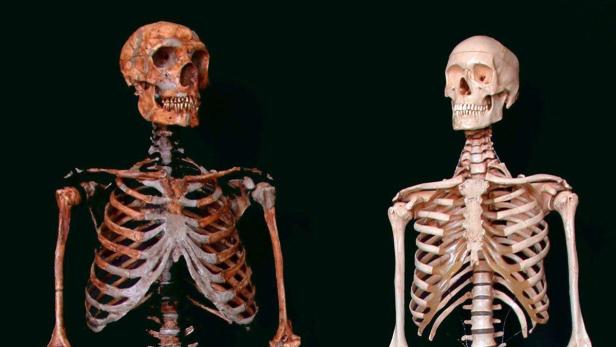Gemeinsamkeiten und Unterschiede: Neandertaler - Mensch.