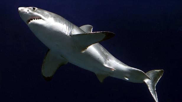 Durchschnittlich zehn Menschen sterben jährlich durch Hai-Attacken. Die Meeresbewohner verwechseln Schwimmer und Surfer mit Unterwasser-Leckerbissen.