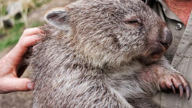 Tasmanien, Wombat… Ein Wombat genießt die Streicheleinheiten.