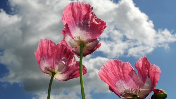 Drei rosafarbene Mohnblumen vor einem Himmel mit Wolken.
