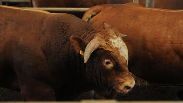Ein Pensionist wurde von einem Stier attackiert, ein Landwirt von einem Stier erdrückt (Symbolfoto).
