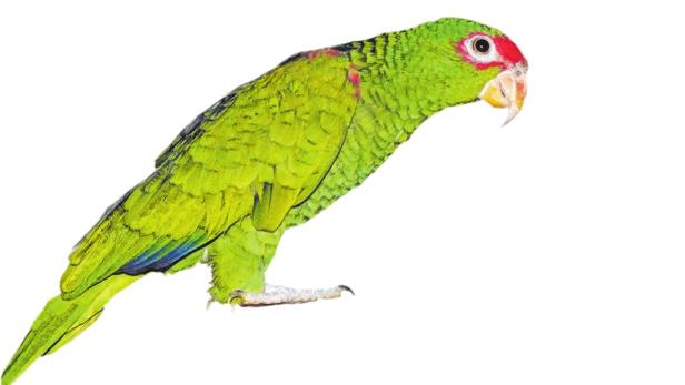 Im Weinviertel wurden 50 Papageien beschlagnahmt