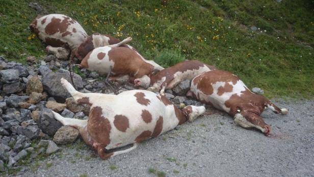 Insgesamt sieben tote Rinder auf einer Tiroler Alm sorgen für Stirnrunzeln.