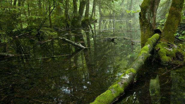 Seite_88_schickhofer_urwald_österreich_009.JPG