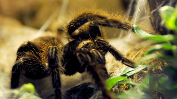 Spinnenangst lässt die Tierchen größer wirken.