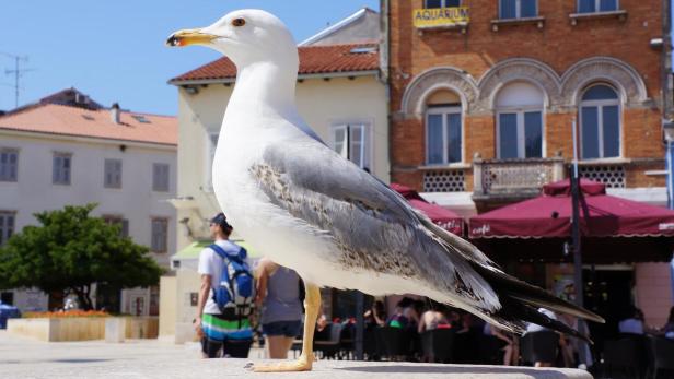 In der Altstadt relaxen die Möwen während die Touristen durch die verwinkelten Gassen schlendern.