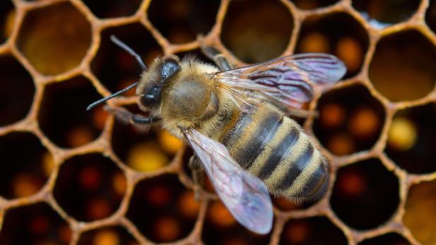 In Brasilien werden 15.000 Menschen im Jahr von Bienen gestochen.