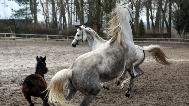 FILES-POLAND-HORSES-POLITICS PiS-Parteianhänger übernahmen Araber-Gestüt