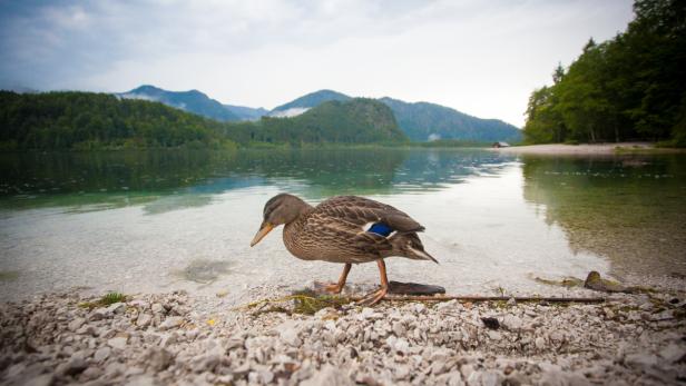 Die Schotterbänke des Sees sind bei Besuchern und Enten gleichermaßen beliebt. Der See ist 2,2 km lang und etwa 800 Meter breit.