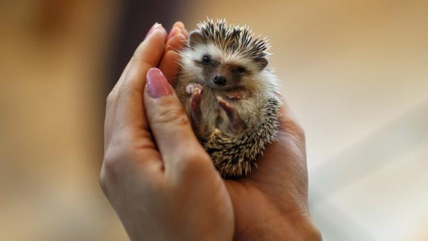 Ein Igel liegt auf dem Rücken in den Händen einer Person.