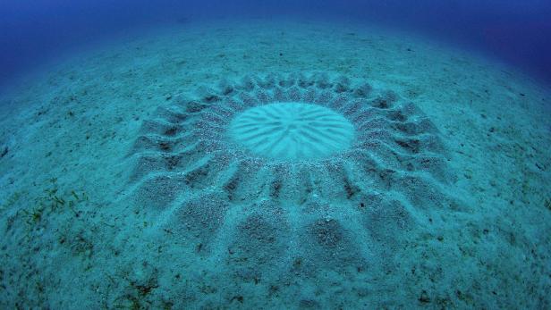Ein kreisförmiges Muster im Sand unter Wasser.
