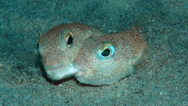 Zwei Kugelfische liegen auf dem sandigen Meeresgrund.