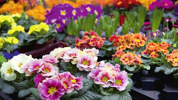 Verschiedenfarbige Primeln in Töpfen stehen zum Verkauf bereit.