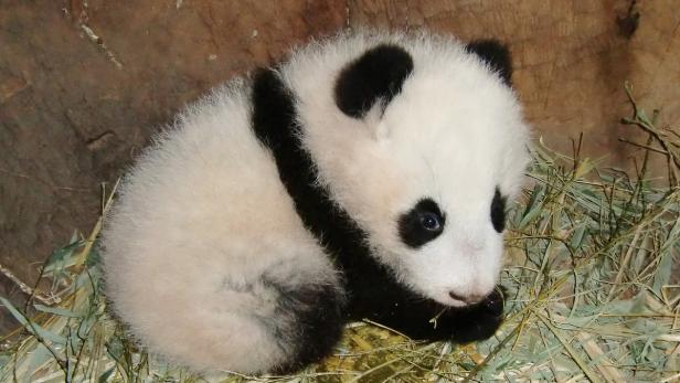 Fu Bao der jüngste Panda-Nachwuchs ist für einen Preis nominiert.