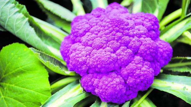 Karfiol gilt als neues Trend-Gemüse