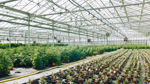 Steirischer Cannabis-Vertrieb startet Crowdfunding
