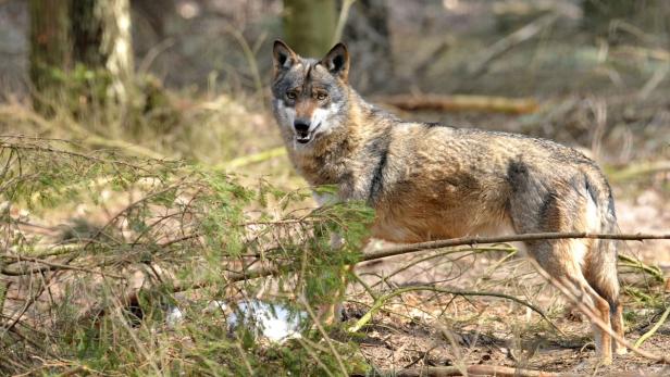 Ein Wolf steht im Wald zwischen Ästen und jungen Bäumen.