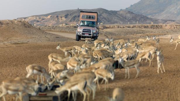 Etwa 400 Exemplare der gefährdeten Arabischen Oryxantilopen leben auf Sir Bani Yas.