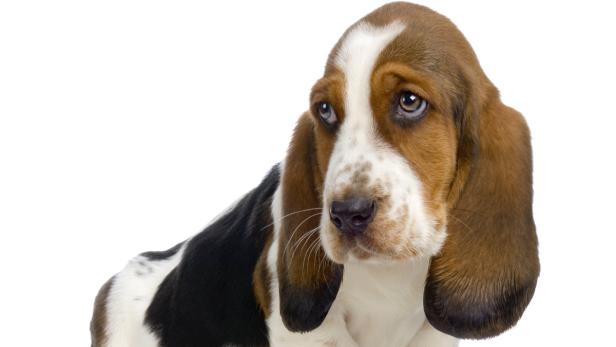 Ein braun-weißer Basset Hound Welpe vor einem weißen Hintergrund.
