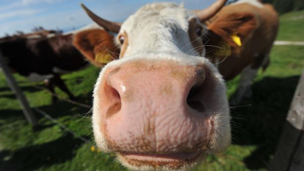 Trotz ihrer Kulleraugen sind Kühe keine Kuscheltiere – sie sollten deshalb in Ruhe gelassen werden. Auch die süßen Kälber niemals streicheln!