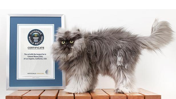 Die Katze Colonel Meow mit dem Guinness-Weltrekord-Zertifikat für das längste Fell.