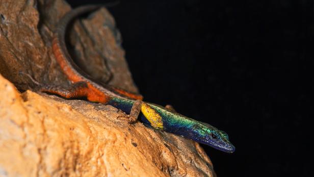 Ein bunte Eidechse ruht auf einem Felsen.