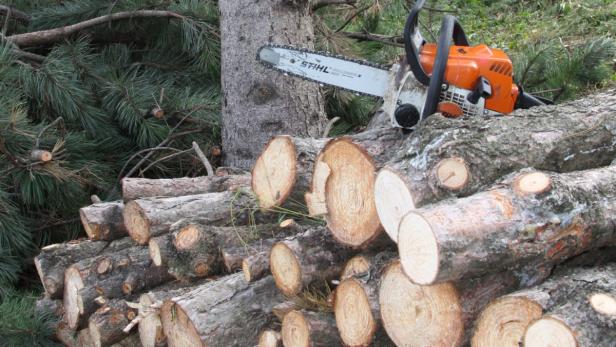 90 Bäume fallen in Oberwaltersdorf der Motorsäge zum Opfer