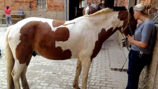 Pferd mit Armbrust verletzt Kronstorf Reitschule Cavaletti