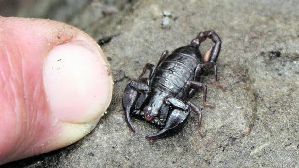 Der Alpenskorpion kommt nur noch in wenigen Gebieten Österreichs vor