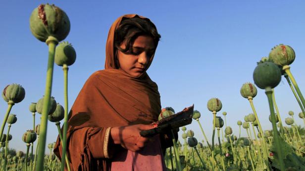 Mohnanbau zur Opiumgewinnung: Trotz aller drogenbekämpfenden Maßnahmen gewinnt Afghanistan heute mehr Opium denn je – selbst Kinder arbeiten mit.