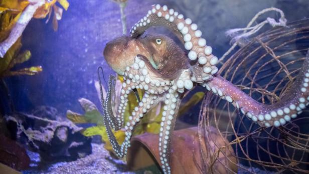 inky675.jpg Krake "Inky" flüchtete aus dem Aquarium
